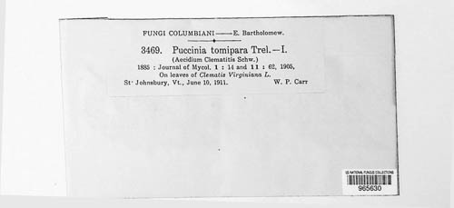 Puccinia tomipara image
